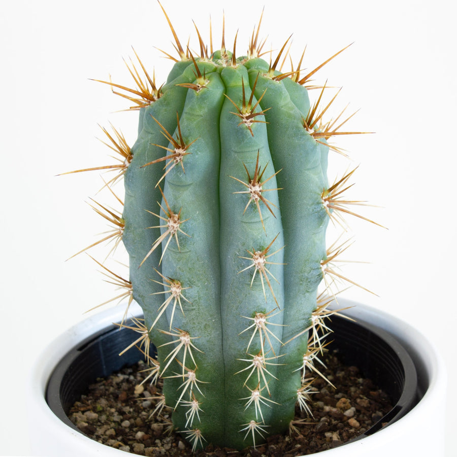 Pilosocereus Azureus 'Blue Torch' Cactus 15cm pot |My Jungle Home|