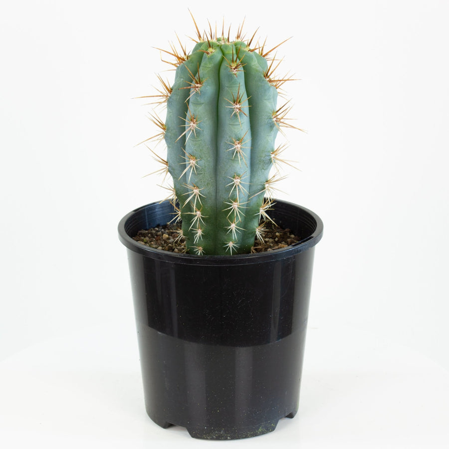 Pilosocereus Azureus 'Blue Torch' Cactus 15cm pot |My Jungle Home|