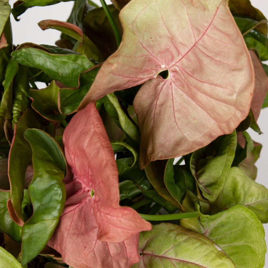 Pink Syngonium Neon 14cm pot |My Jungle Home|