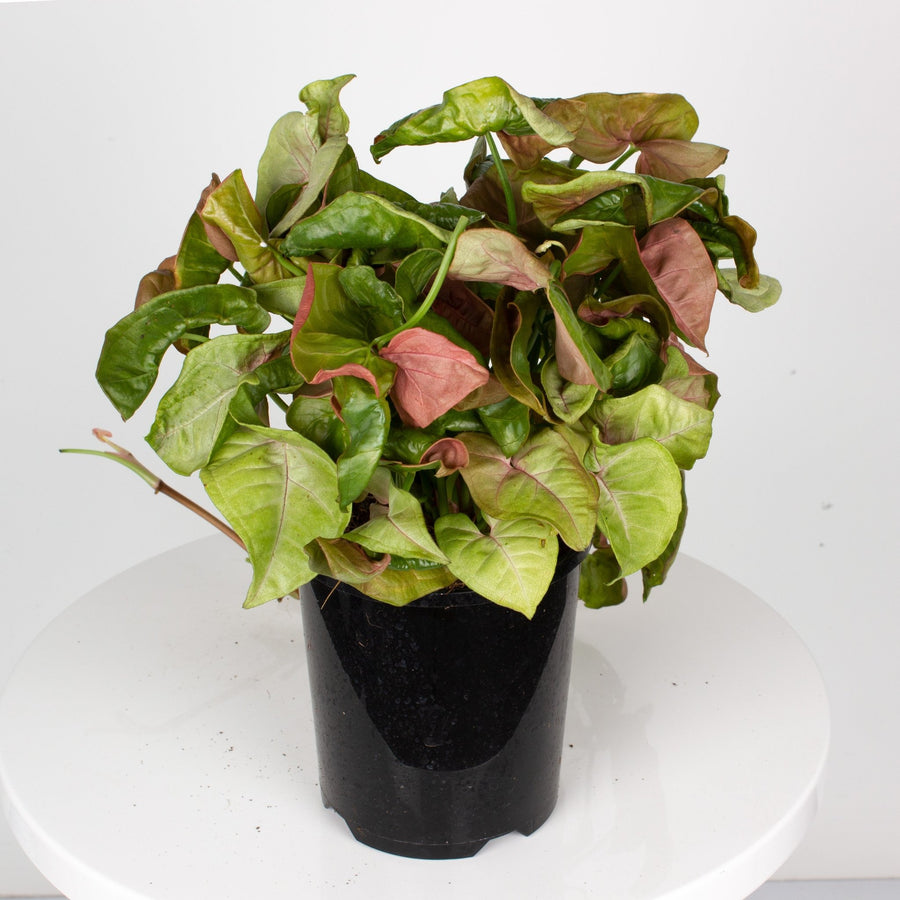 Pink Syngonium Neon 14cm pot |My Jungle Home|