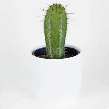 Polaskia Chichipe Cactus 15cm pot |My Jungle Home|