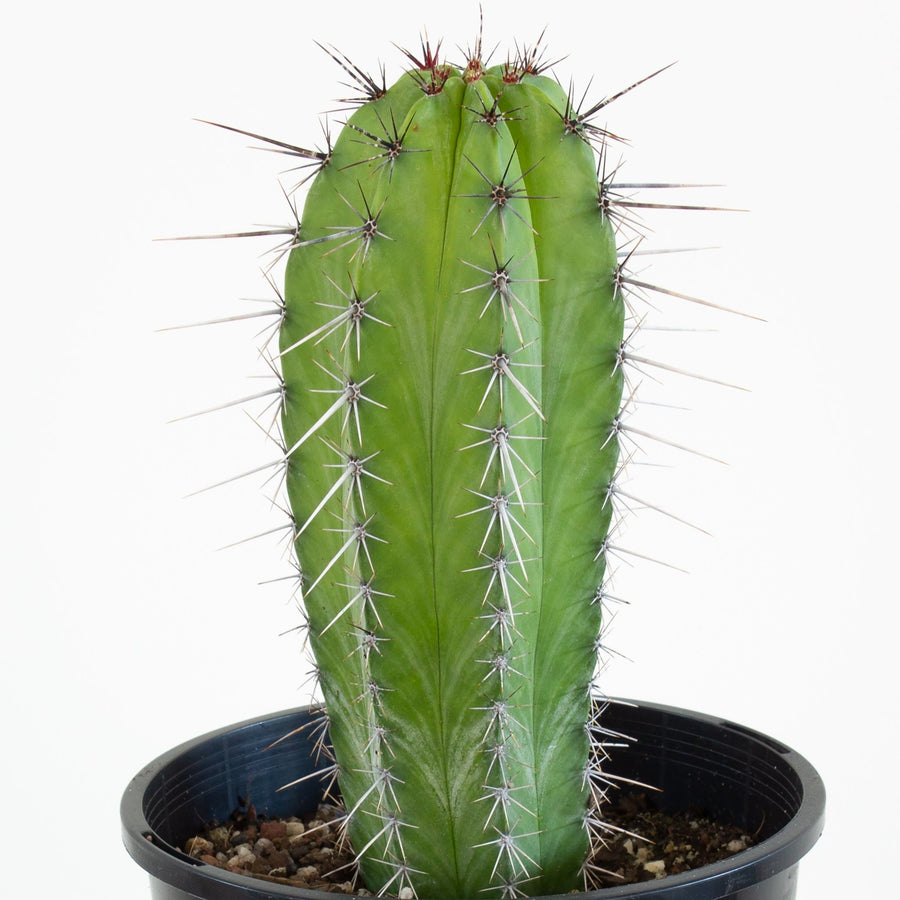 Polaskia Chichipe Cactus 15cm pot |My Jungle Home|