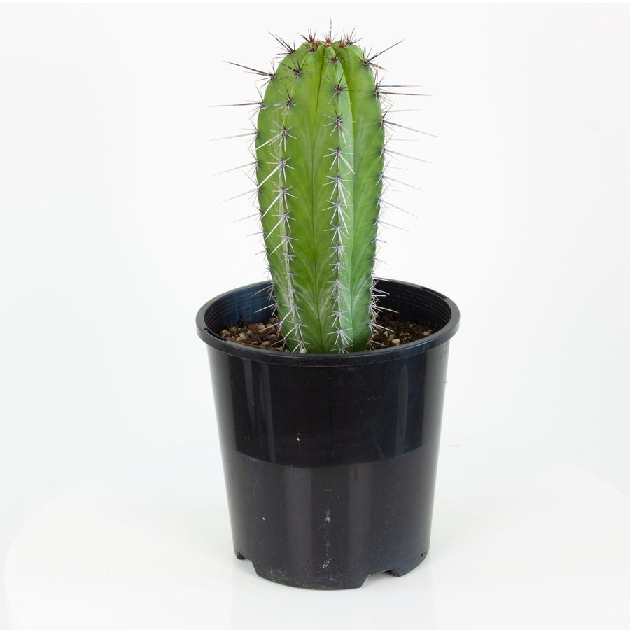 Polaskia Chichipe Cactus 15cm pot |My Jungle Home|