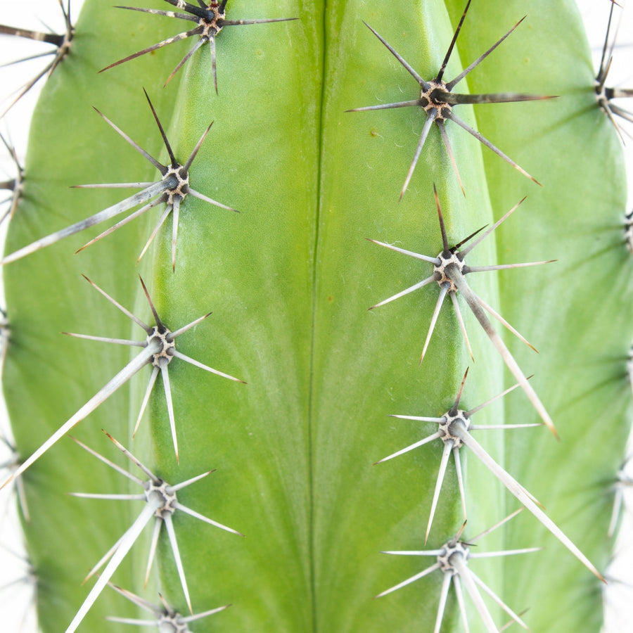 Polaskia Chichipe Cactus 15cm pot |My Jungle Home|