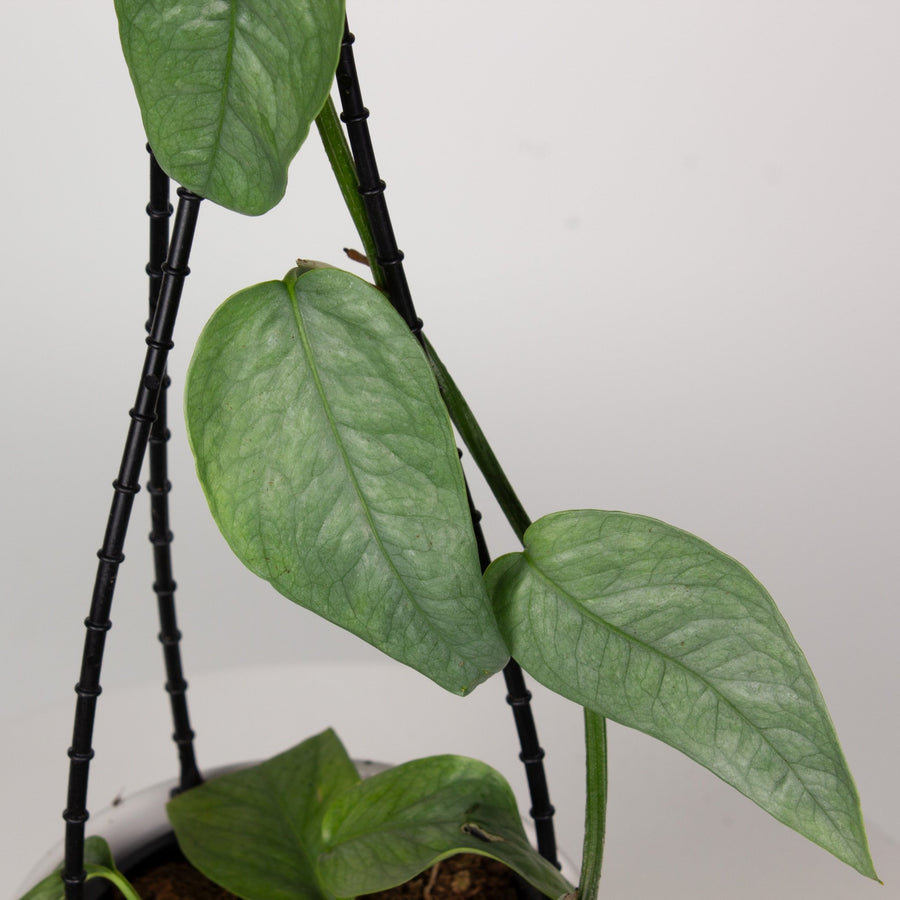 Pothos Cebu Blue ‘Epipremnum pinnatum’ 13cm pot |My Jungle Home|