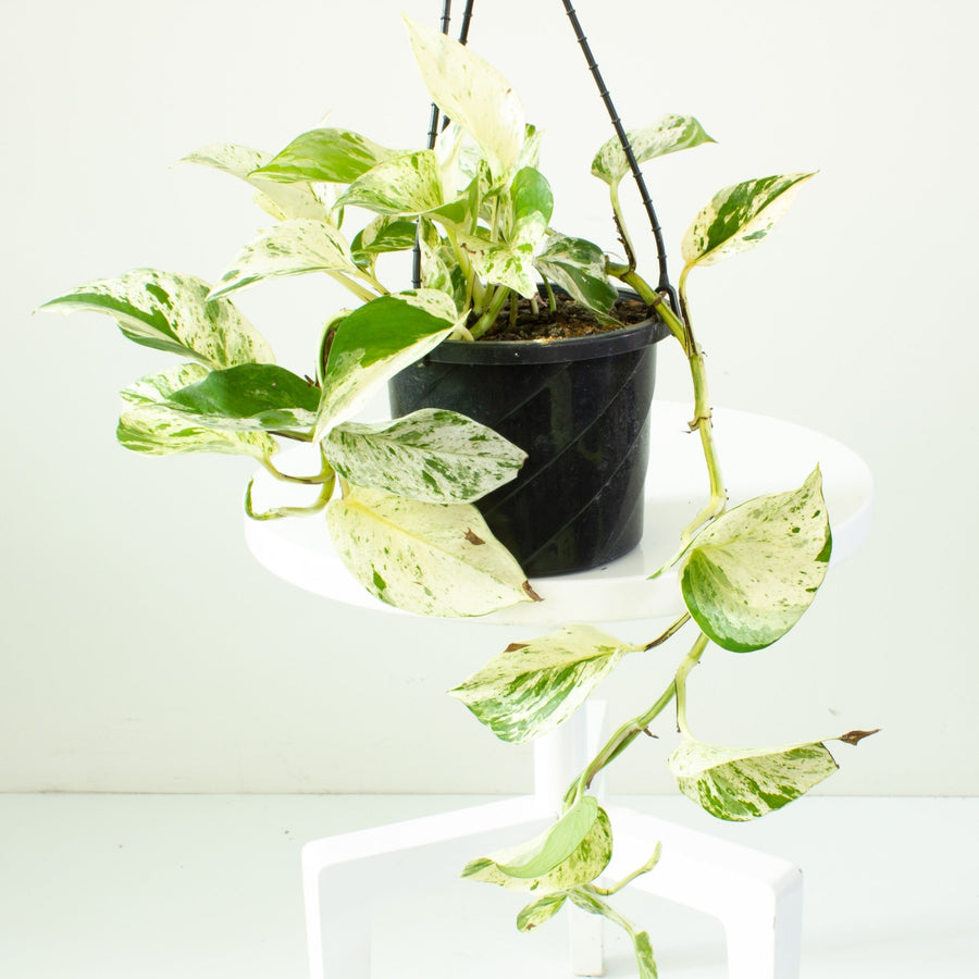 Pothos Marble Queen 17cm Hanging Basket |My Jungle Home|