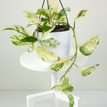 Pothos Marble Queen 17cm Hanging Basket |My Jungle Home|