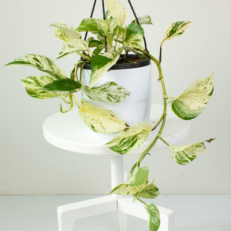 Pothos Marble Queen 17cm Hanging Basket |My Jungle Home|