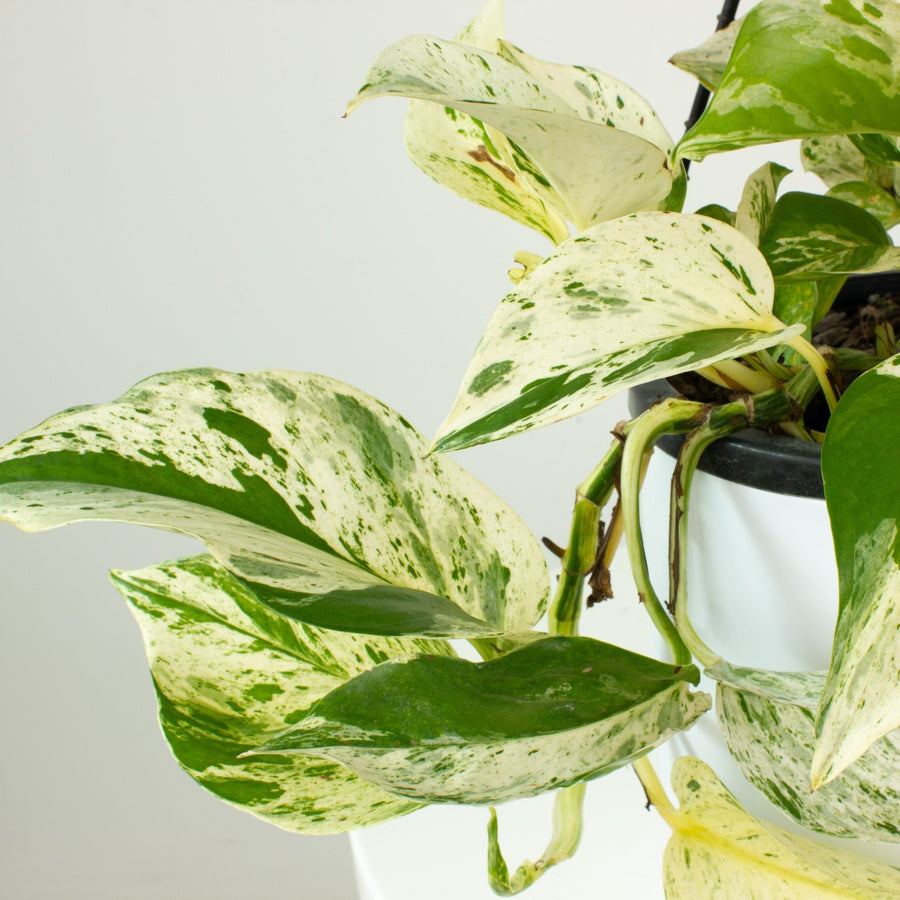 Pothos Marble Queen 17cm Hanging Basket |My Jungle Home|