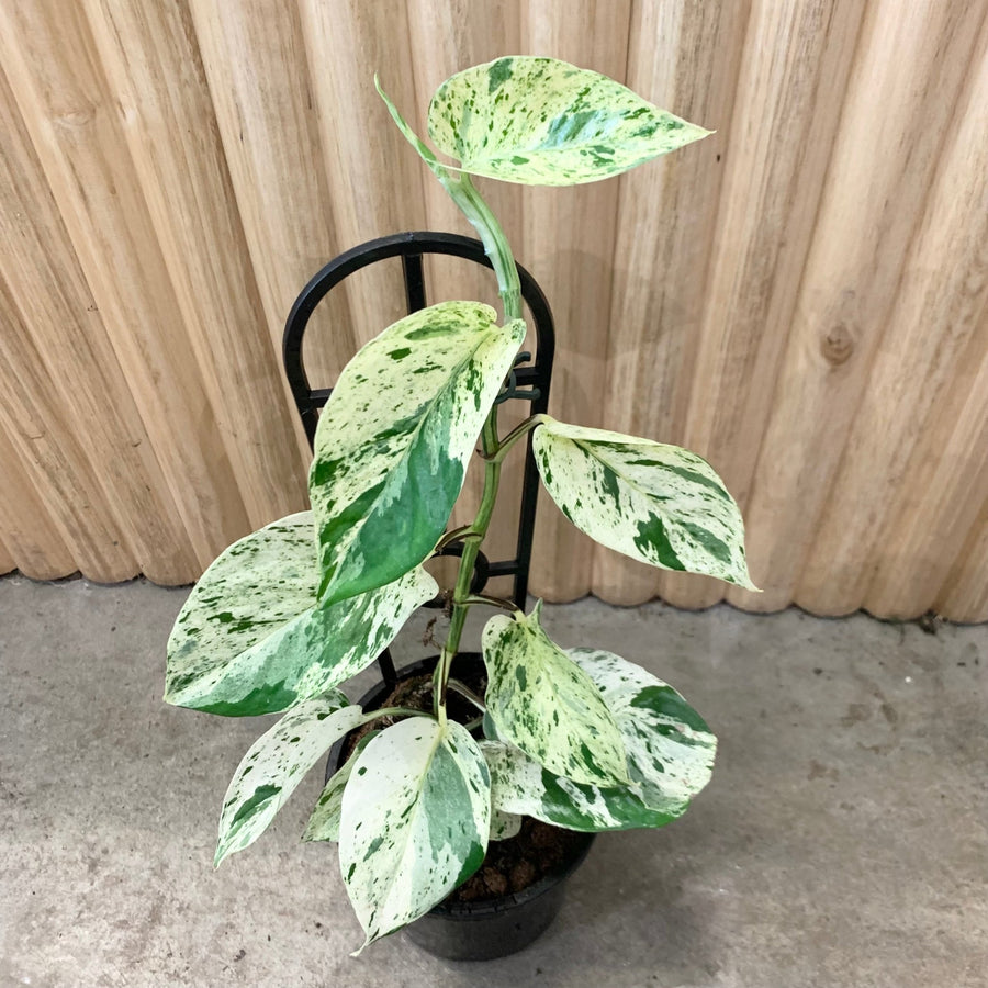 Pothos Marble Queen ‘Epipremnum aureum’ 13cm pot |My Jungle Home|