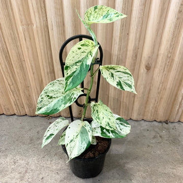 Pothos Marble Queen ‘Epipremnum aureum’ 13cm pot |My Jungle Home|