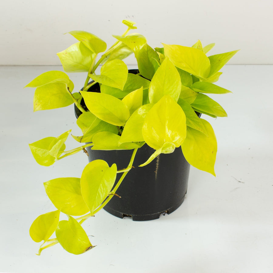 Pothos Neon ‘Epipremnum aureum’ 20cm pot |My Jungle Home|