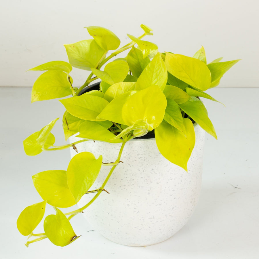 pothos plant pronunciation Buy Devils Ivy Pothos Neon 'Epipremnum aureum' 20cm pot
