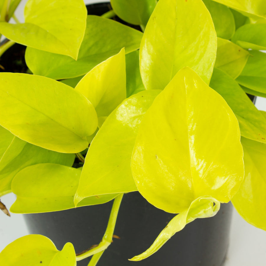 Pothos Neon ‘Epipremnum aureum’ 20cm pot |My Jungle Home|