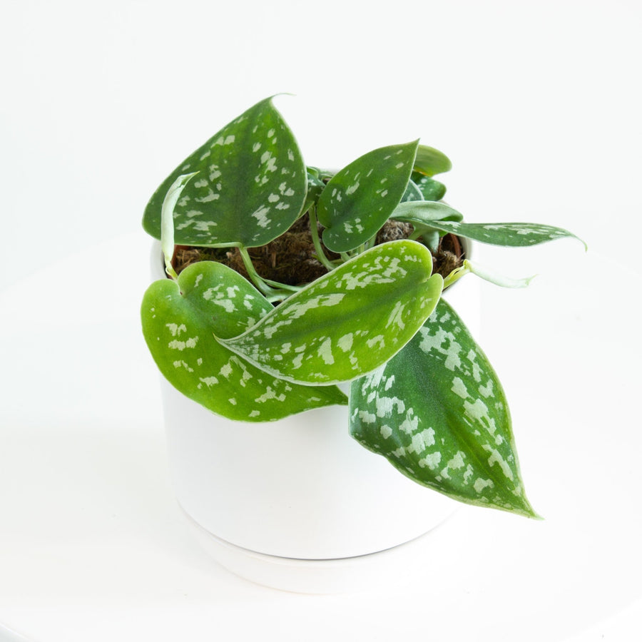 Pothos Silver Satin ‘Scindapsus pictus’ 12cm pot |My Jungle Home|