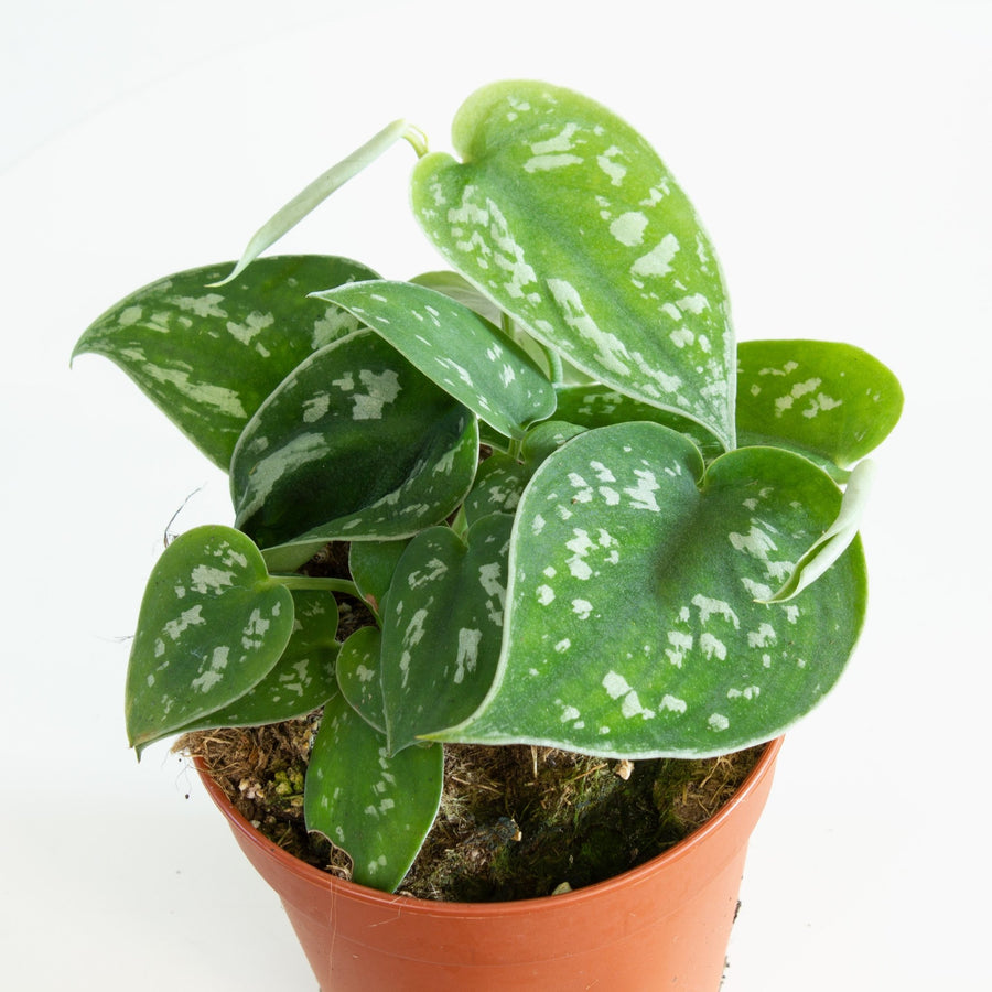 Pothos Silver Satin ‘Scindapsus pictus’ 12cm pot |My Jungle Home|