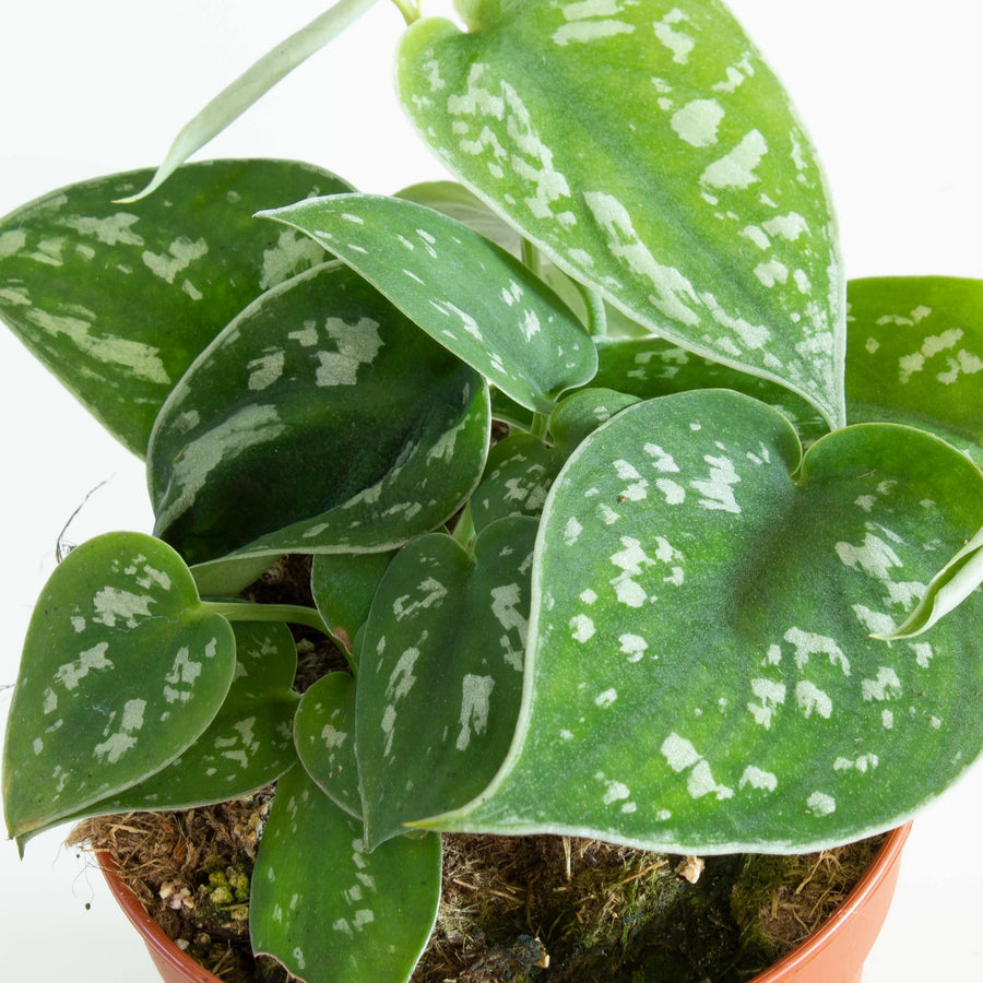 Pothos Silver Satin ‘Scindapsus pictus’ 12cm pot |My Jungle Home|