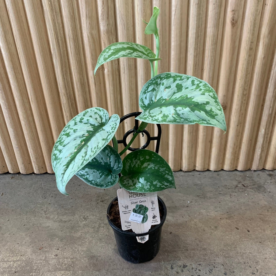 pothos silver satin Buy Pothos Silver Satin 'Scindapsus pictus' 13 cm pot