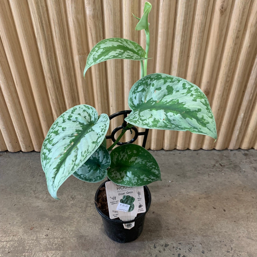 Pothos Silver Satin ‘Scindapsus pictus’ 13cm pot |My Jungle Home|