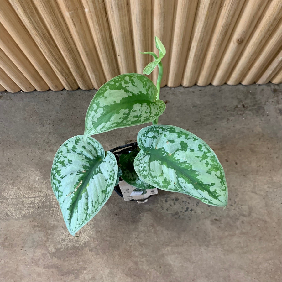 Pothos Silver Satin ‘Scindapsus pictus’ 13cm pot |My Jungle Home|