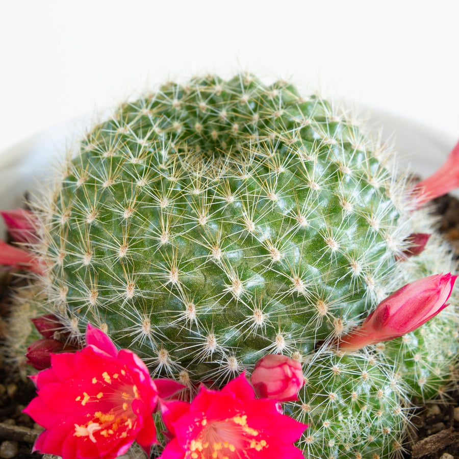 Rebutia Pink SensationCactus 13cm pot |My Jungle Home|