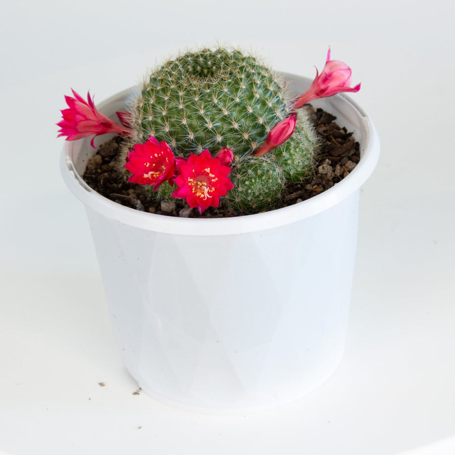 Rebutia Pink SensationCactus 13cm pot |My Jungle Home|