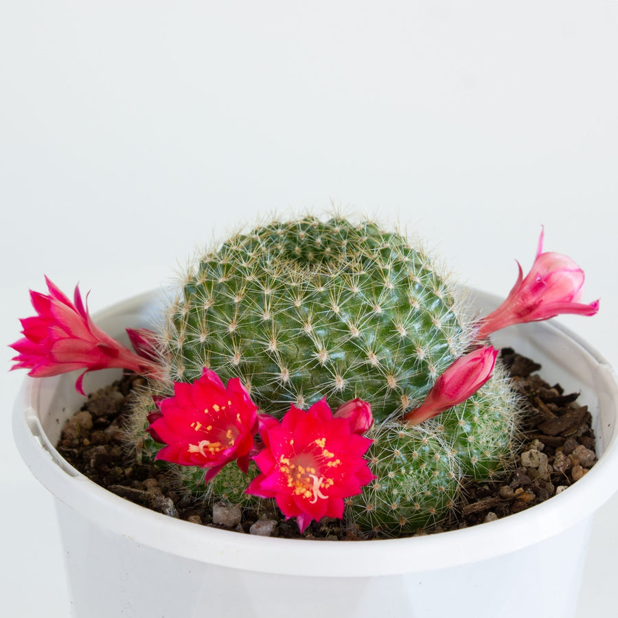 Rebutia Pink SensationCactus 13cm pot |My Jungle Home|