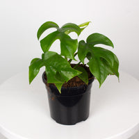Rhaphidophora tetrasperma ‘Mini Monstera’ 13cm pot |My Jungle Home|