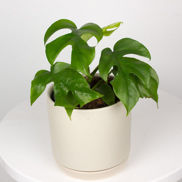 Rhaphidophora tetrasperma ‘Mini Monstera’ 13cm pot |My Jungle Home|