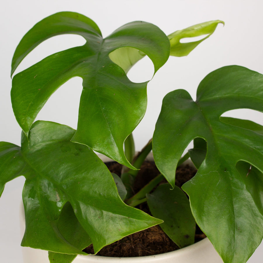 Rhaphidophora tetrasperma ‘Mini Monstera’ 13cm pot |My Jungle Home|