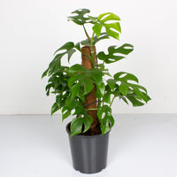 Rhaphidophora tetrasperma ‘Mini Monstera’ 17cm pot |My Jungle Home|