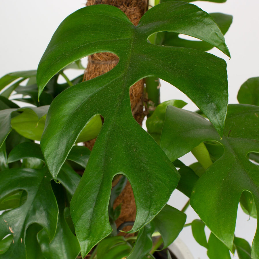 Rhaphidophora tetrasperma ‘Mini Monstera’ 17cm pot |My Jungle Home|