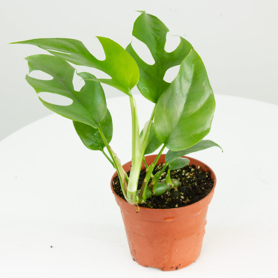Rhaphidophora tetrasperma ‘Mini Monstera’ 9.5cm pot |My Jungle Home|