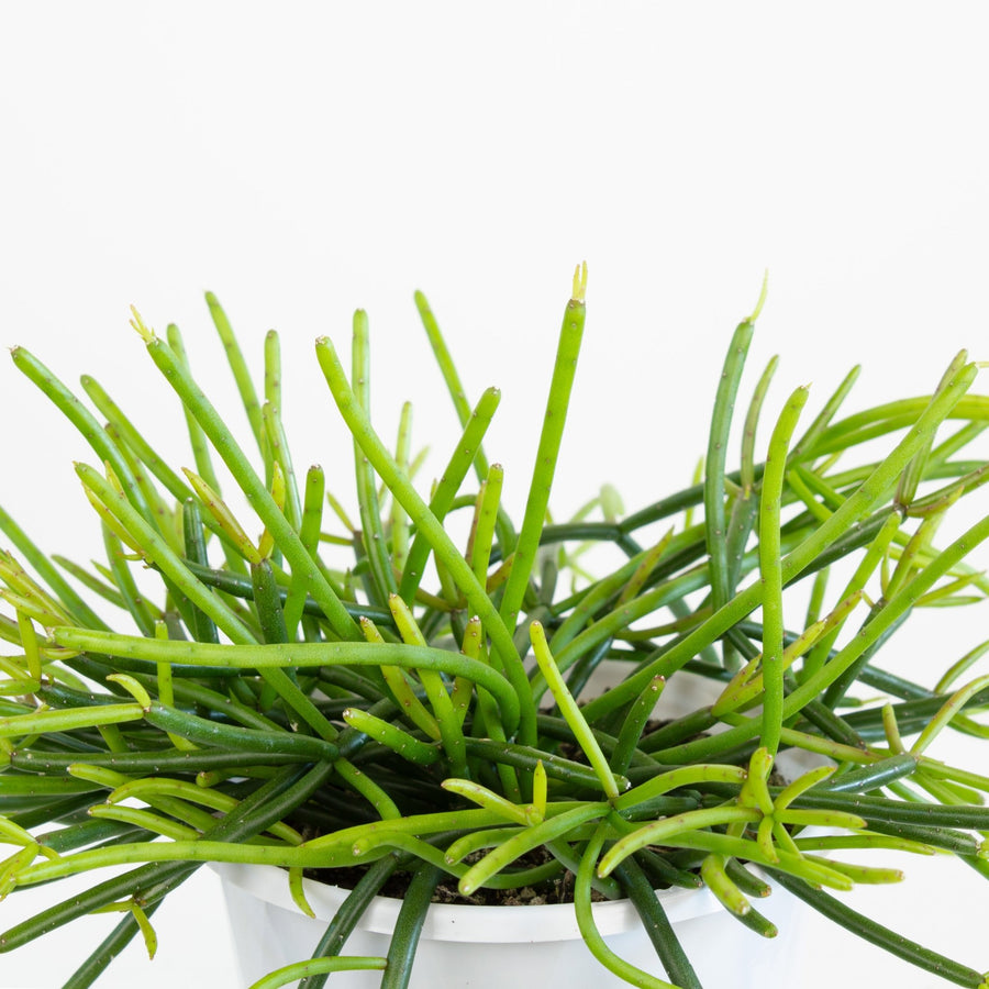 Rhipsalis Baccifera ‘Mistletoe Cactus’ 13cm Pot Collection No.42 |My Jungle Home|