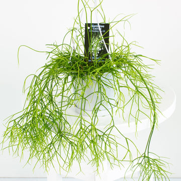 Rhipsalis Campos Portoana ‘Mistletoe Cactus’ 13cm Pot Collection No. 35 |My Jungle Home|