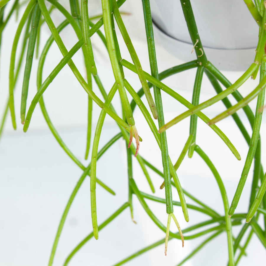 Rhipsalis Cassutha ‘Mistletoe Cactus’ 13cm Pot Collection No. 10 |My Jungle Home|