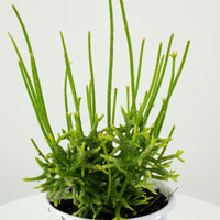 Rhipsalis Cereuscula ‘Mistletoe Cactus’ 13cm Pot Collection No.30 |My Jungle Home|