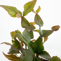 Rhipsalis Elliptica ‘Mistletoe Cactus’ 13cm Pot Collection No. 37 |My Jungle Home|