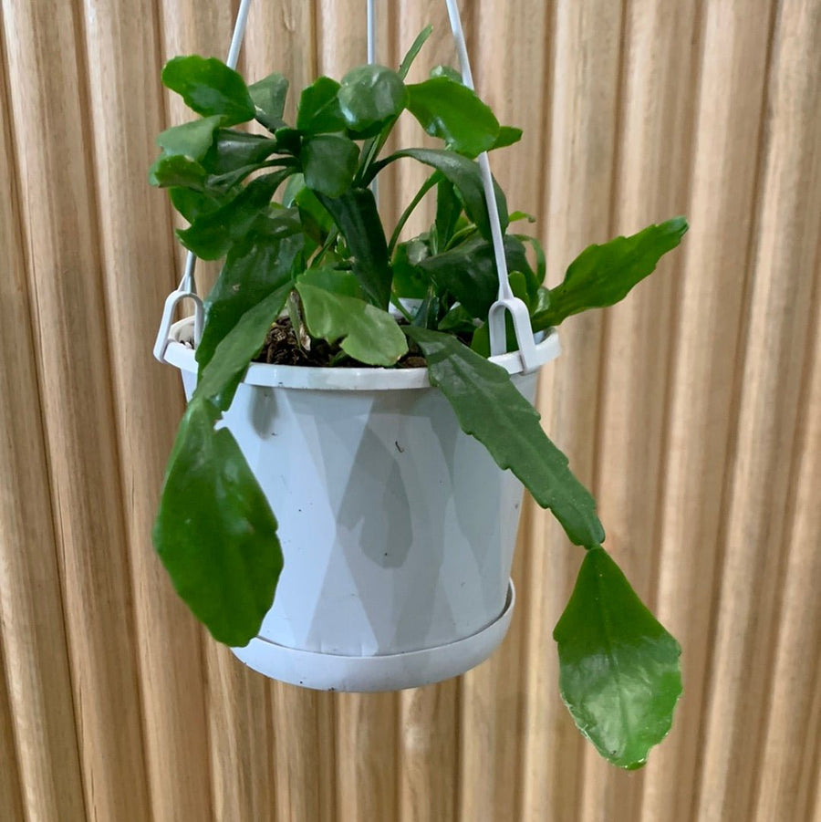 Rhipsalis Goebeliana ‘Mistletoe Cactus’ 13cm Pot Collection No.4 |My Jungle Home|