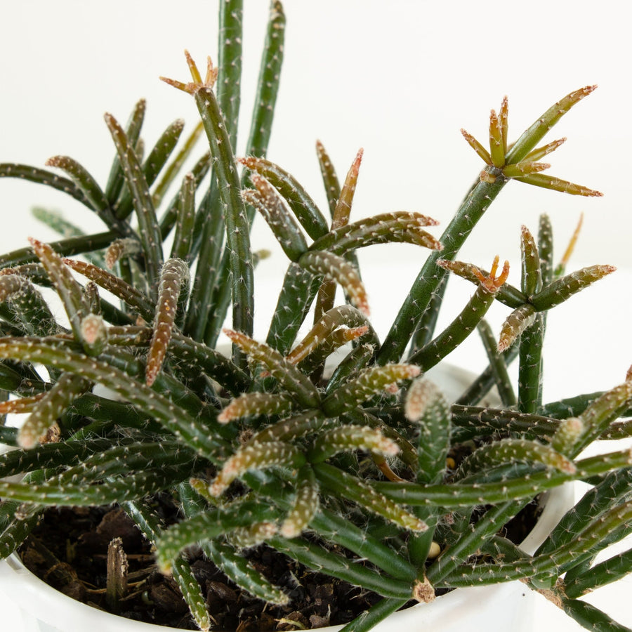 Rhipsalis Horrida ‘Mistletoe Cactus’ 13cm Pot Collection No.15 |My Jungle Home|