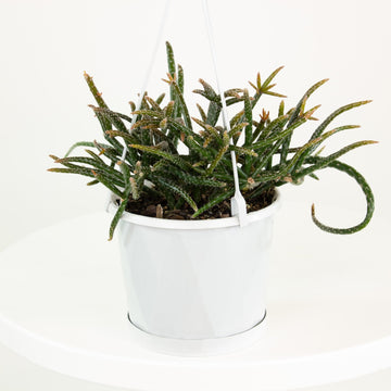 Rhipsalis Horrida ‘Mistletoe Cactus’ 13cm Pot Collection No.15 |My Jungle Home|