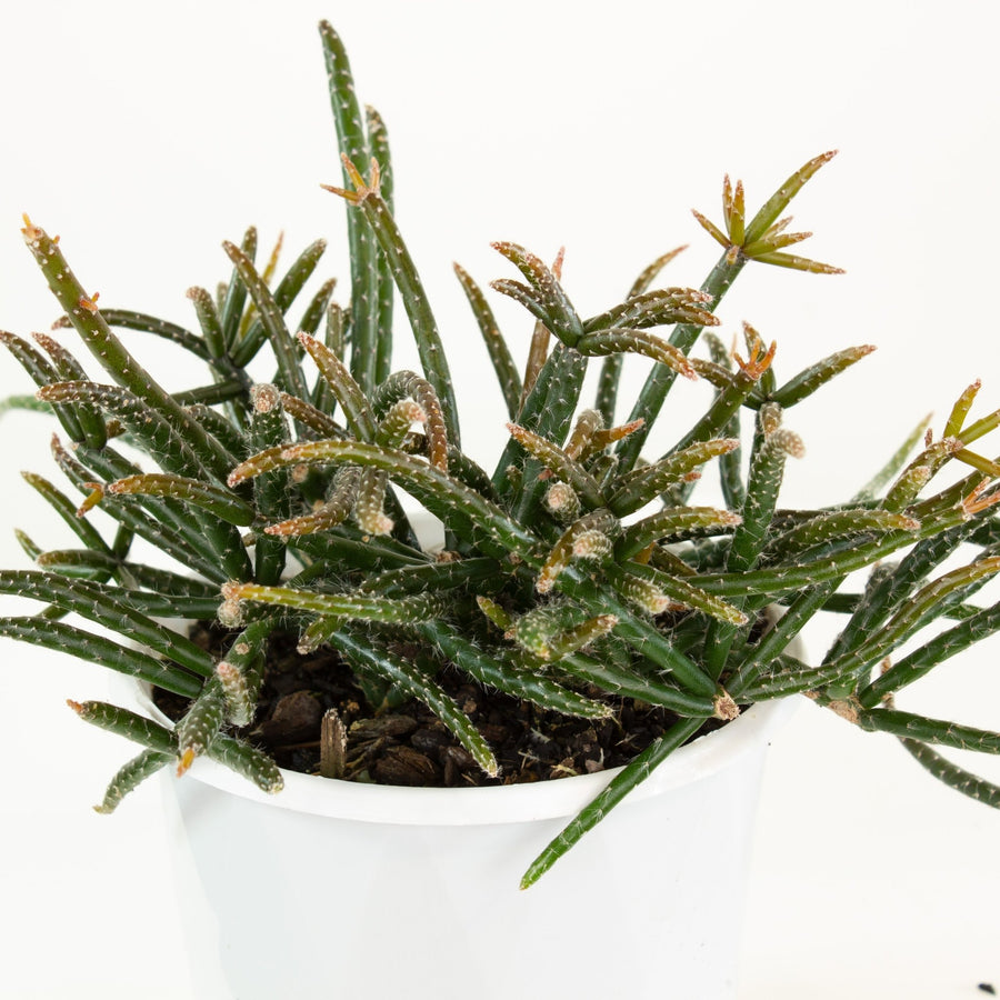 Rhipsalis Horrida ‘Mistletoe Cactus’ 13cm Pot Collection No.15 |My Jungle Home|