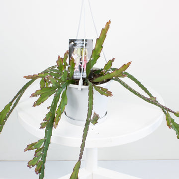Rhipsalis Lepismium Cruciforme ‘Mistletoe Cactus’ 13cm Pot Collection No. 07 |My Jungle Home|