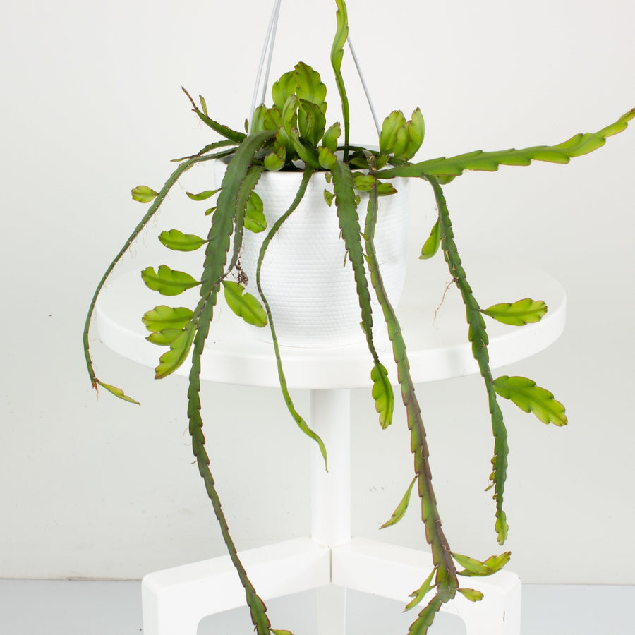 Rhipsalis Lepismium cruciforme ‘Mistletoe Cactus’ 13cm Pot Collection No.31 |My Jungle Home|