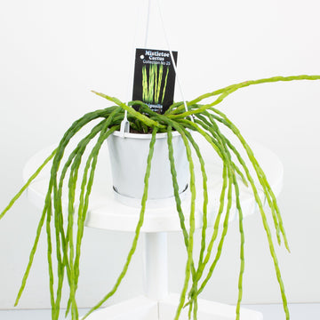 Rhipsalis Pacheo-leeri Catenula ‘Mistletoe Cactus’ 13cm Pot Collection No. 25 |My Jungle Home|