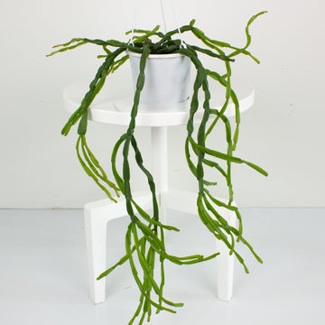 Rhipsalis Paradoxa ‘Mistletoe Cactus’ 13cm Pot Collection No.21 |My Jungle Home|