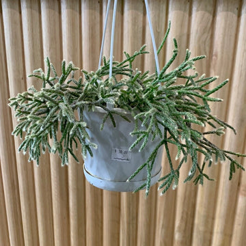 Rhipsalis Pilocarpa ‘Mistletoe Cactus’ 13cm Pot Collection No.24 |My Jungle Home|