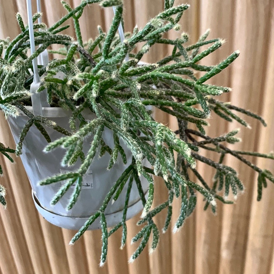 Rhipsalis Pilocarpa ‘Mistletoe Cactus’ 13cm Pot Collection No.24 |My Jungle Home|