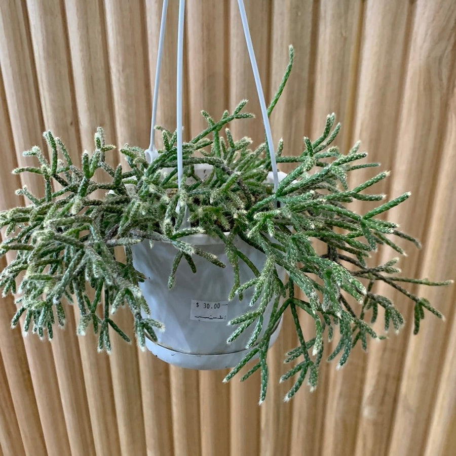 Rhipsalis Pilocarpa ‘Mistletoe Cactus’ 13cm Pot Collection No.24 |My Jungle Home|