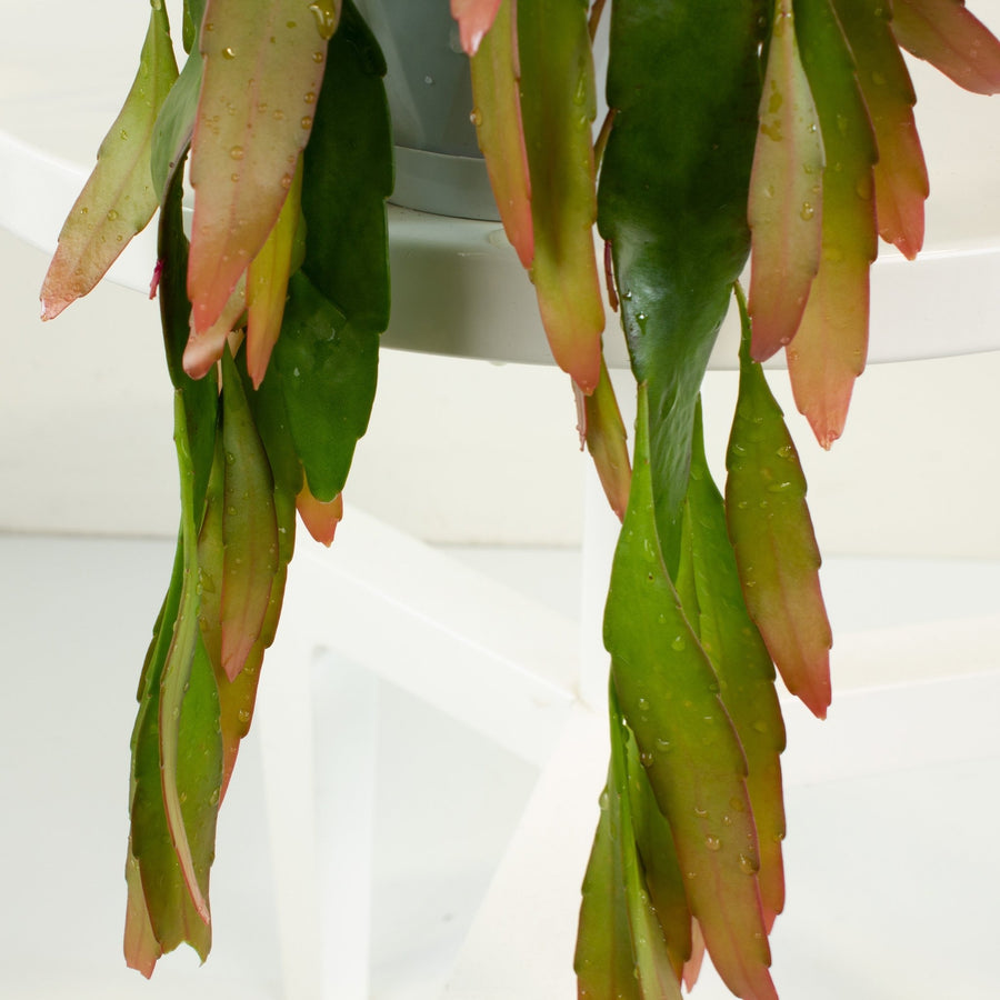 Rhipsalis Ramulosa ‘Mistletoe Cactus’ 13cm Pot Collection No.36 |My Jungle Home|